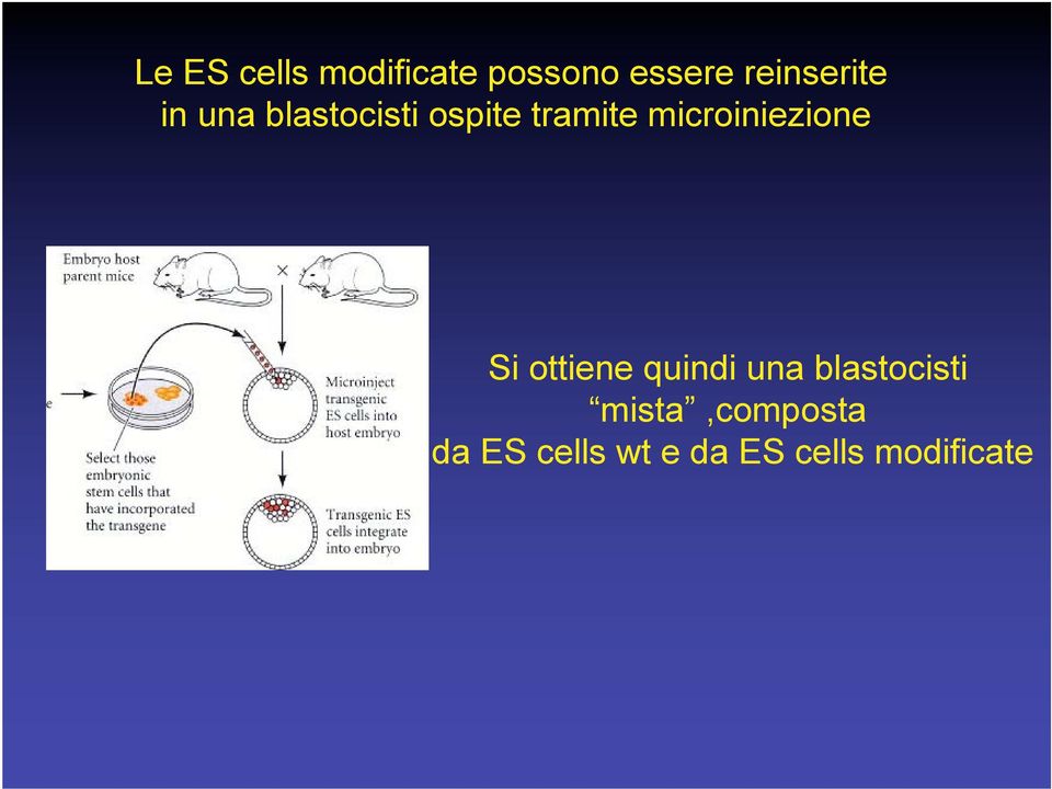 microiniezione Si ottiene quindi una