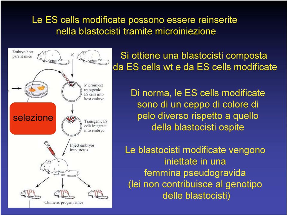 sono di un ceppo di colore di pelo diverso rispetto a quello della blastocisti ospite Le blastocisti