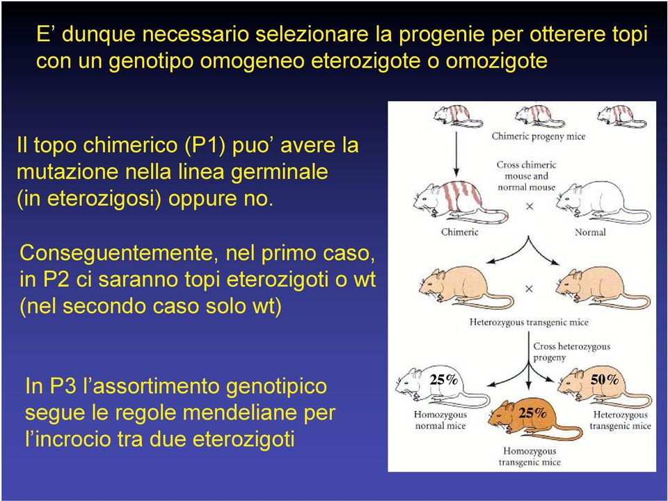 no. Conseguentemente, nel primo caso, in P2 ci saranno topi eterozigoti o wt (nel secondo caso solo