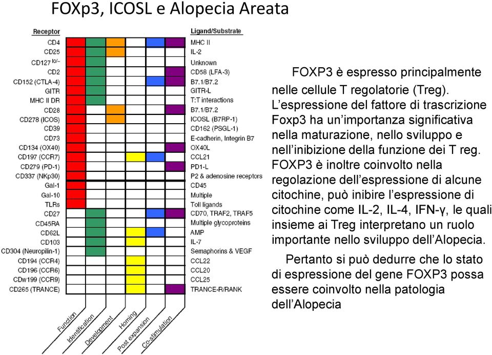 reg. FOXP3 è inoltre coinvolto nella regolazione dell espressione di alcune citochine, può inibire l espressione di citochine come IL-2, IL-4, IFN-γ,