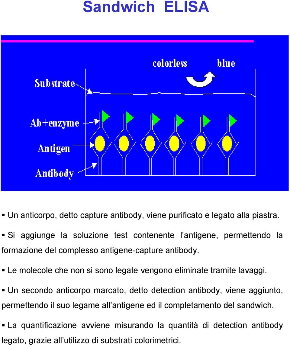 Le molecole che non si sono legate vengono eliminate tramite lavaggi.