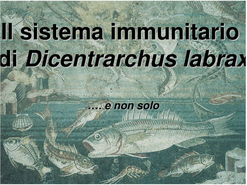 Dicentrarchus