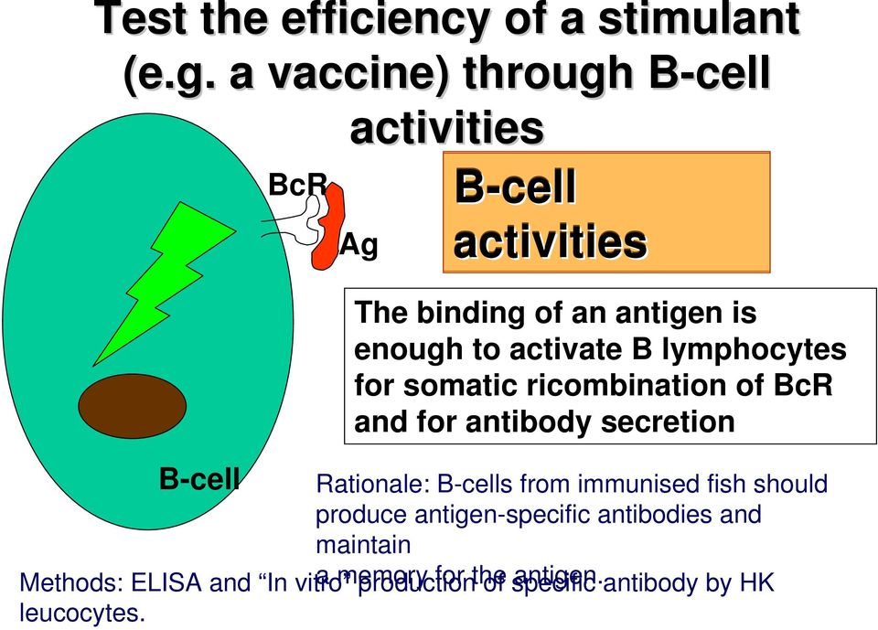 activate B lymphocytes for somatic ricombination of BcR and for antibody secretion Rationale: B-cells from
