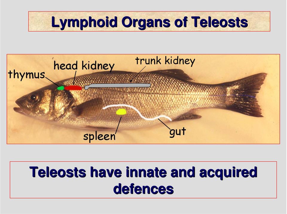 kidney Teleosts have