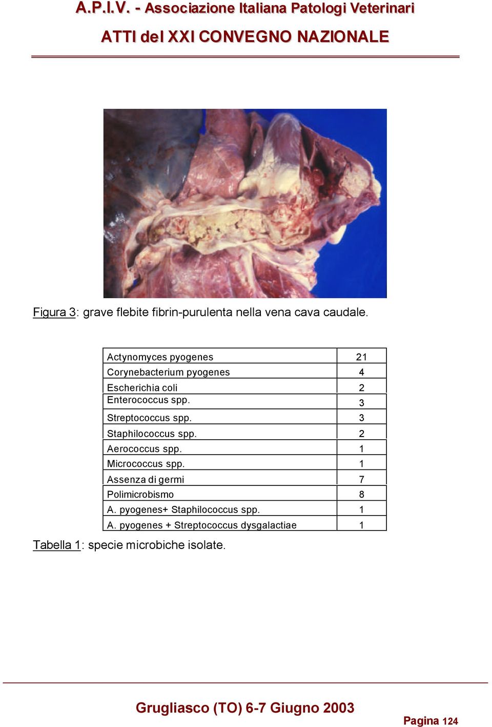 3 Streptococcus spp. 3 Staphilococcus spp. 2 Aerococcus spp. 1 Micrococcus spp.