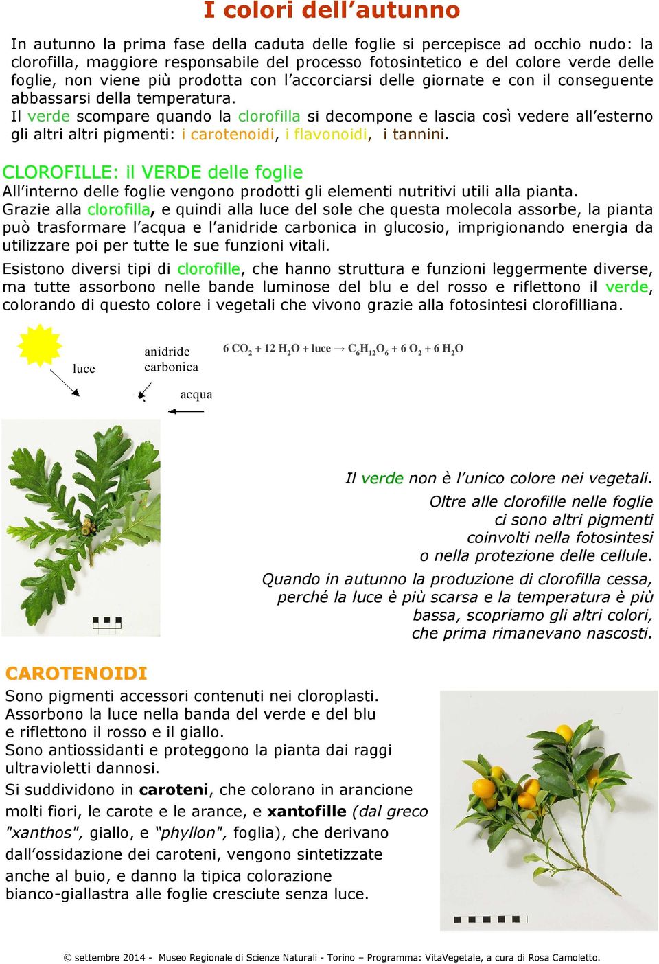 Il verde scompare quando la clorofilla si decompone e lascia così vedere all esterno gli altri altri pigmenti: i carotenoidi, i flavonoidi, i tannini.