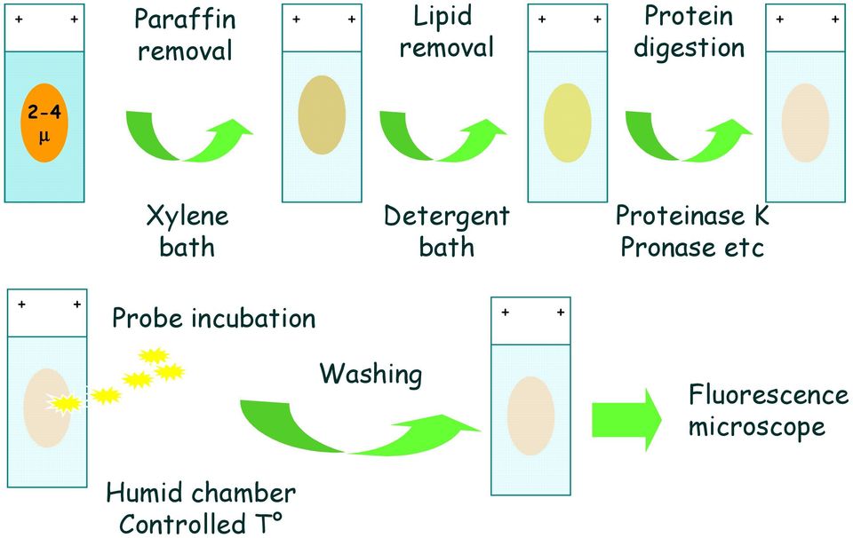 Proteinase K Pronase etc + + Probe incubation + +