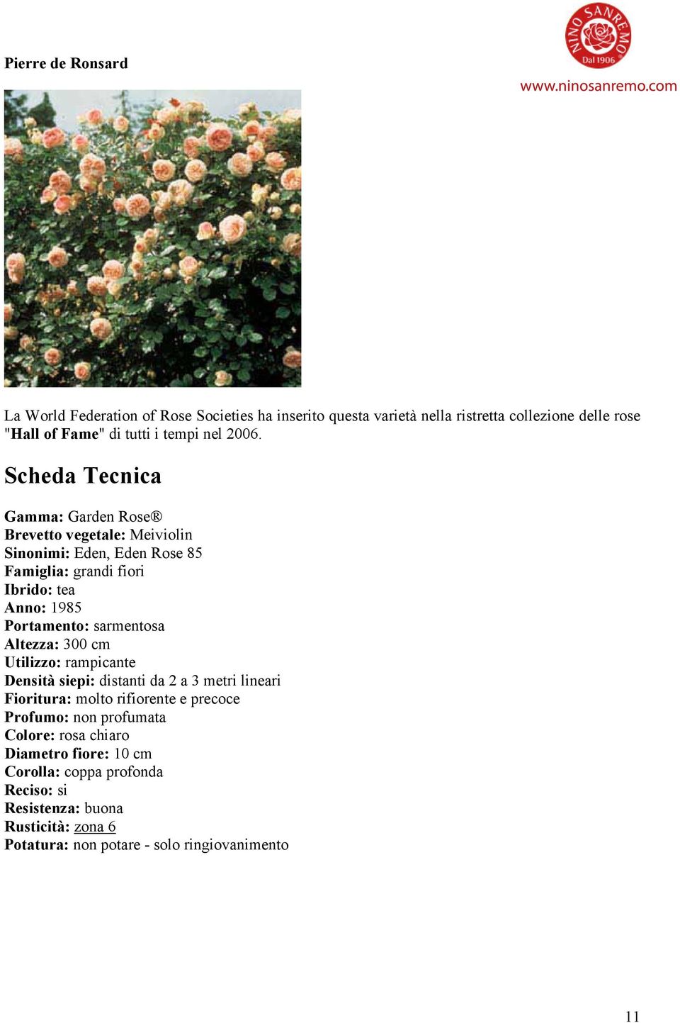 Scheda Tecnica Gamma: Garden Rose Brevetto vegetale: Meiviolin Sinonimi: Eden, Eden Rose 85 Famiglia: grandi fiori Ibrido: tea Anno: 1985 Portamento: