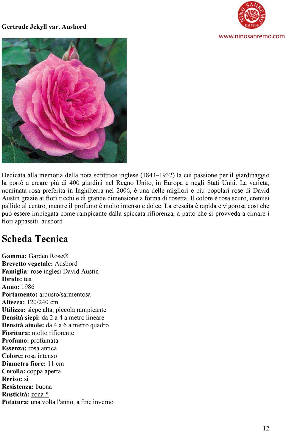La varietà, nominata rosa preferita in Inghilterra nel 2006, è una delle migliori e più popolari rose di David Austin grazie ai fiori ricchi e di grande dimensione a forma di rosetta.