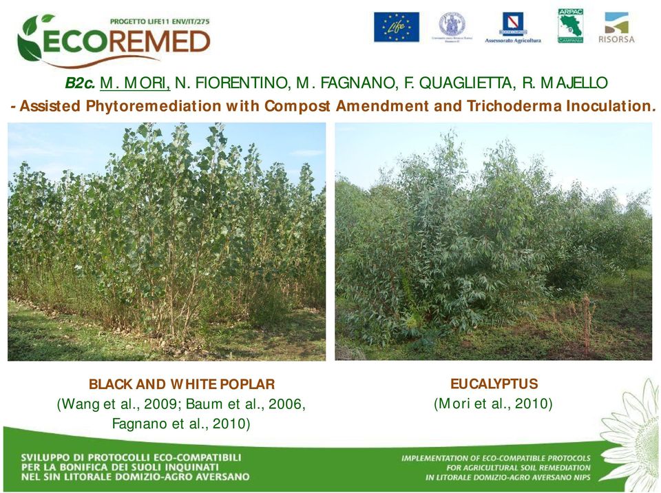 Trichoderma Inoculation. BLACK AND WHITE POPLAR (Wang et al.