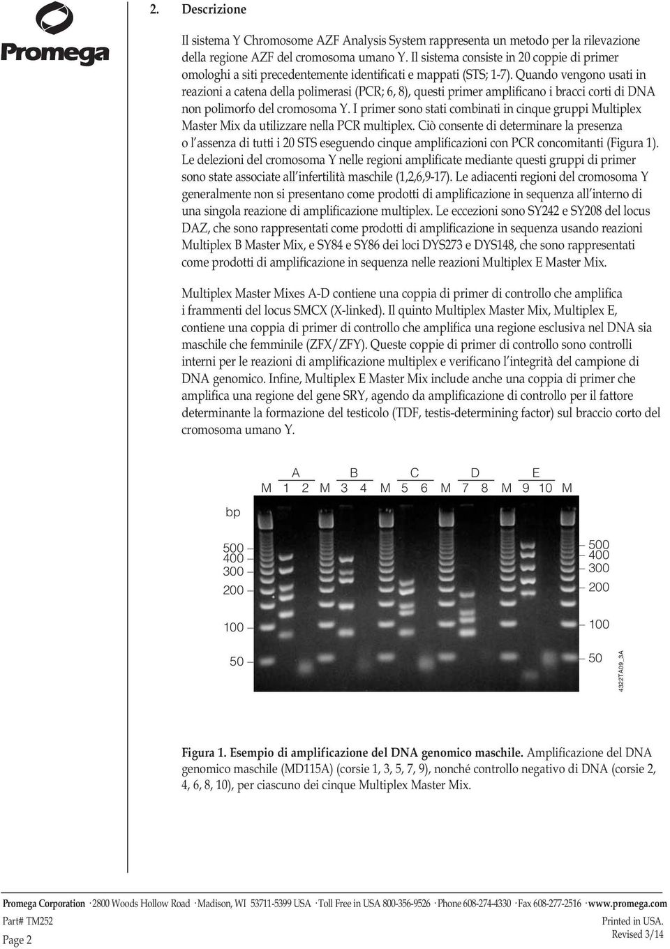 Quando vengono usati in reazioni a catena della polimerasi (PCR; 6, 8), questi primer amplificano i bracci corti di DNA non polimorfo del cromosoma Y.