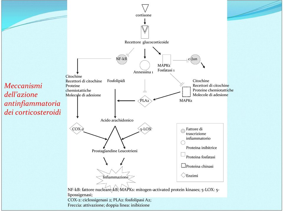 arachidonico COX 2 5 LOX Fattore di trascrizione infiammatorio Prostaglandine Leucotrieni Proteina inibitrice Proteina fosfatasi Proteina chinasi Infiammazione Enzimi NF