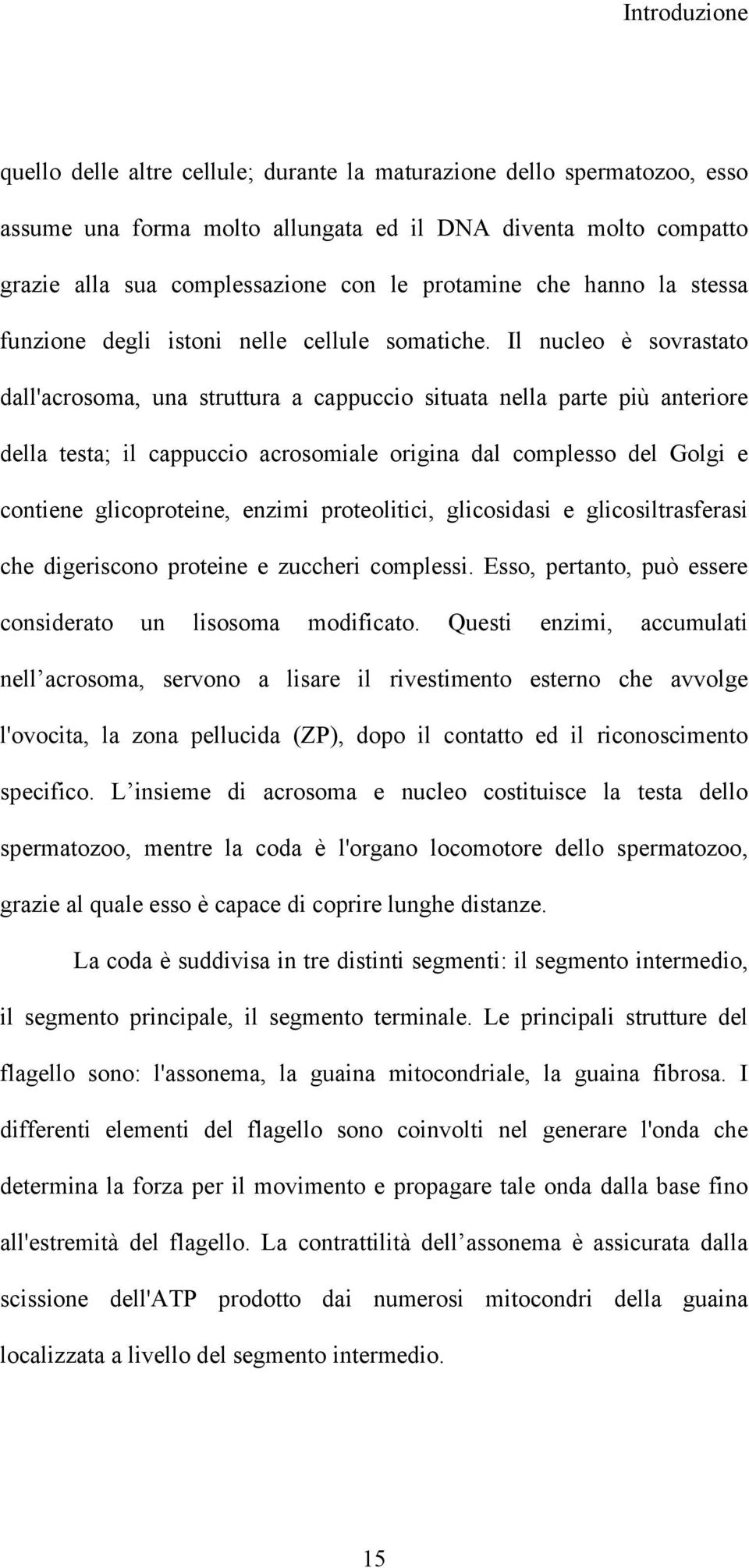 Il nucleo è sovrastato dall'acrosoma, una struttura a cappuccio situata nella parte più anteriore della testa; il cappuccio acrosomiale origina dal complesso del Golgi e contiene glicoproteine,