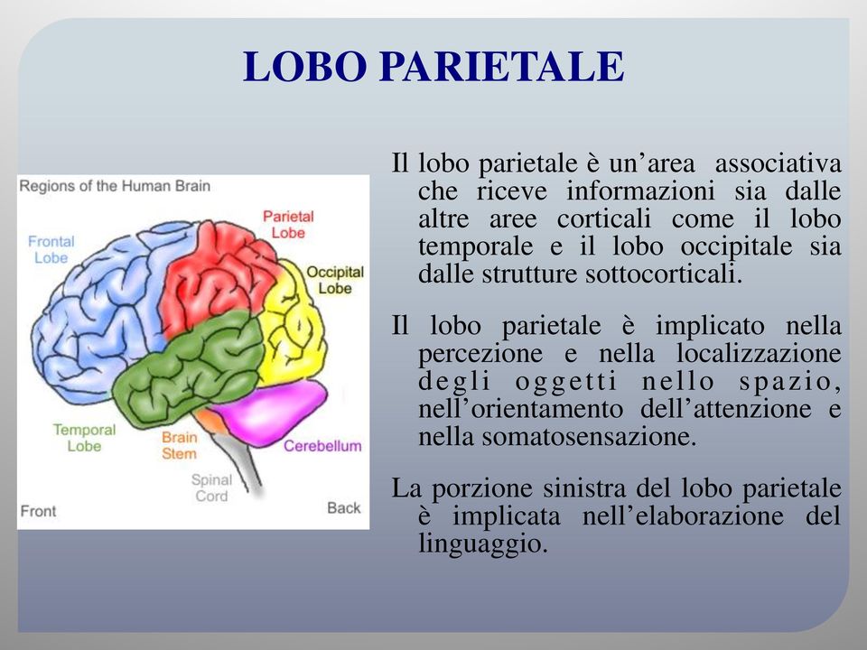 temporale e il lobo occipitale sia dalle strutture sottocorticali.