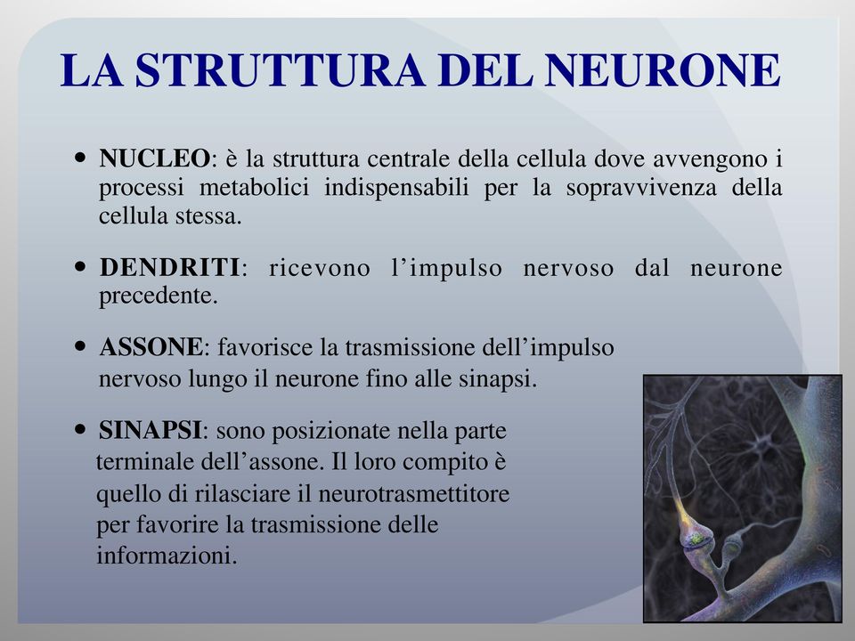 ASSONE: favorisce la trasmissione dell impulso nervoso lungo il neurone fino alle sinapsi.
