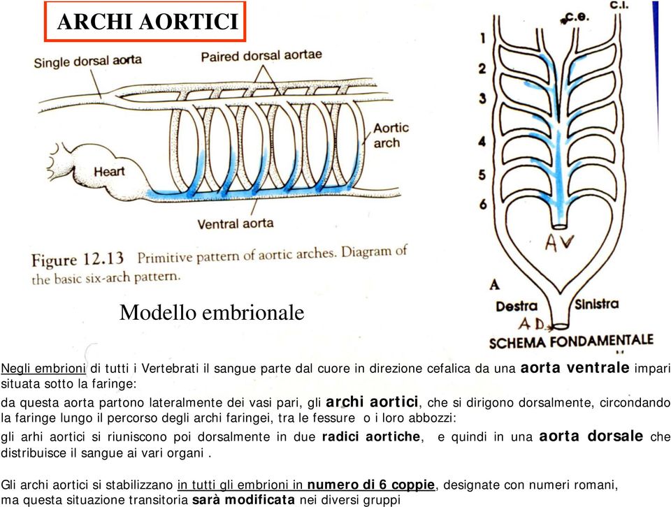 tra le fessure o i loro abbozzi: gli arhi aortici si riuniscono poi dorsalmente in due radici aortiche, e quindi in una aorta dorsale che distribuisce il sangue ai vari