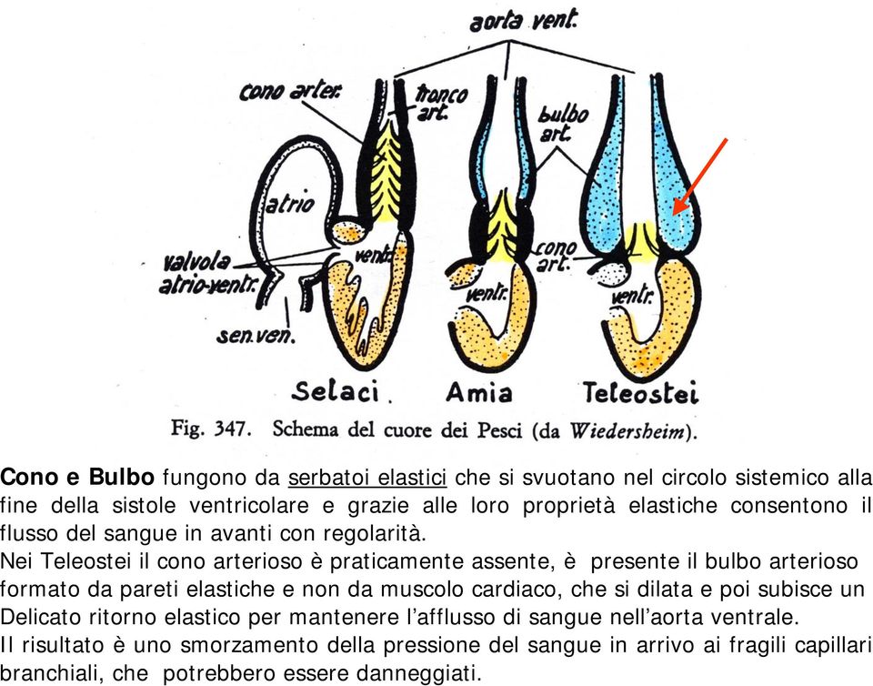 Nei Teleostei il cono arterioso è praticamente assente, è presente il bulbo arterioso formato da pareti elastiche e non da muscolo cardiaco, che si