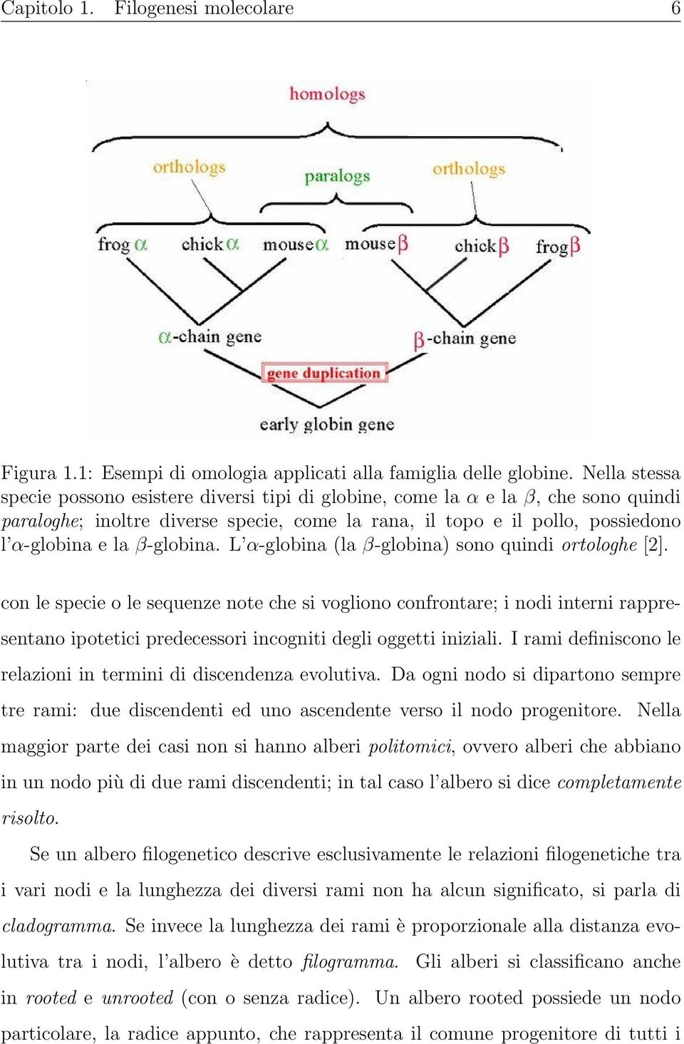 β-globina. L α-globina (la β-globina) sono quindi ortologhe [2].