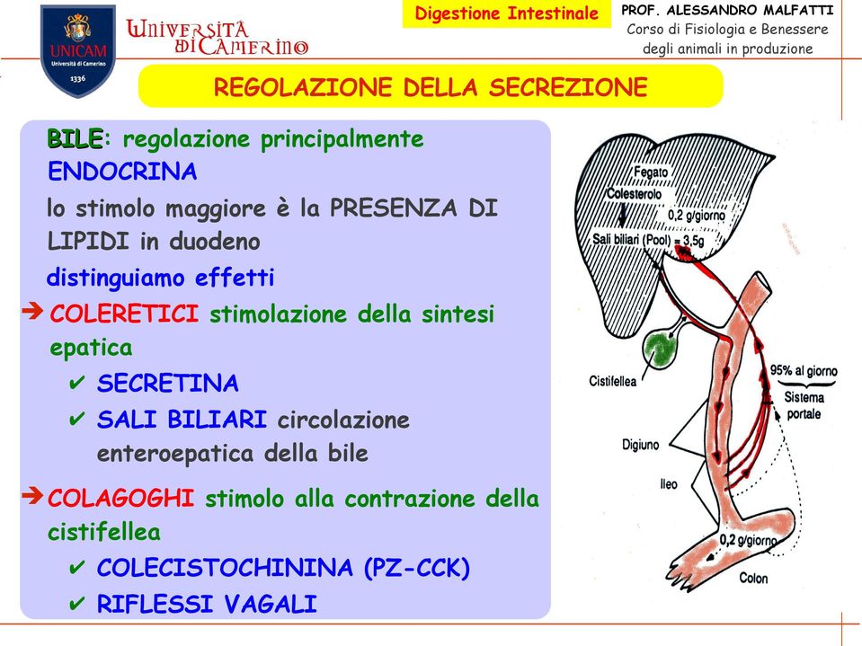 della sintesi epatica SECRETINA SALI BILIARI circolazione enteroepatica della bile