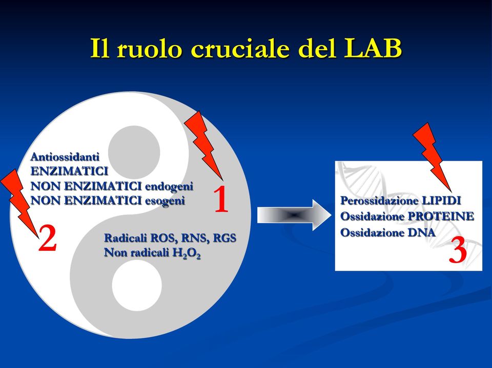 Perossidazione LIPIDI Ossidazione PROTEINE 2