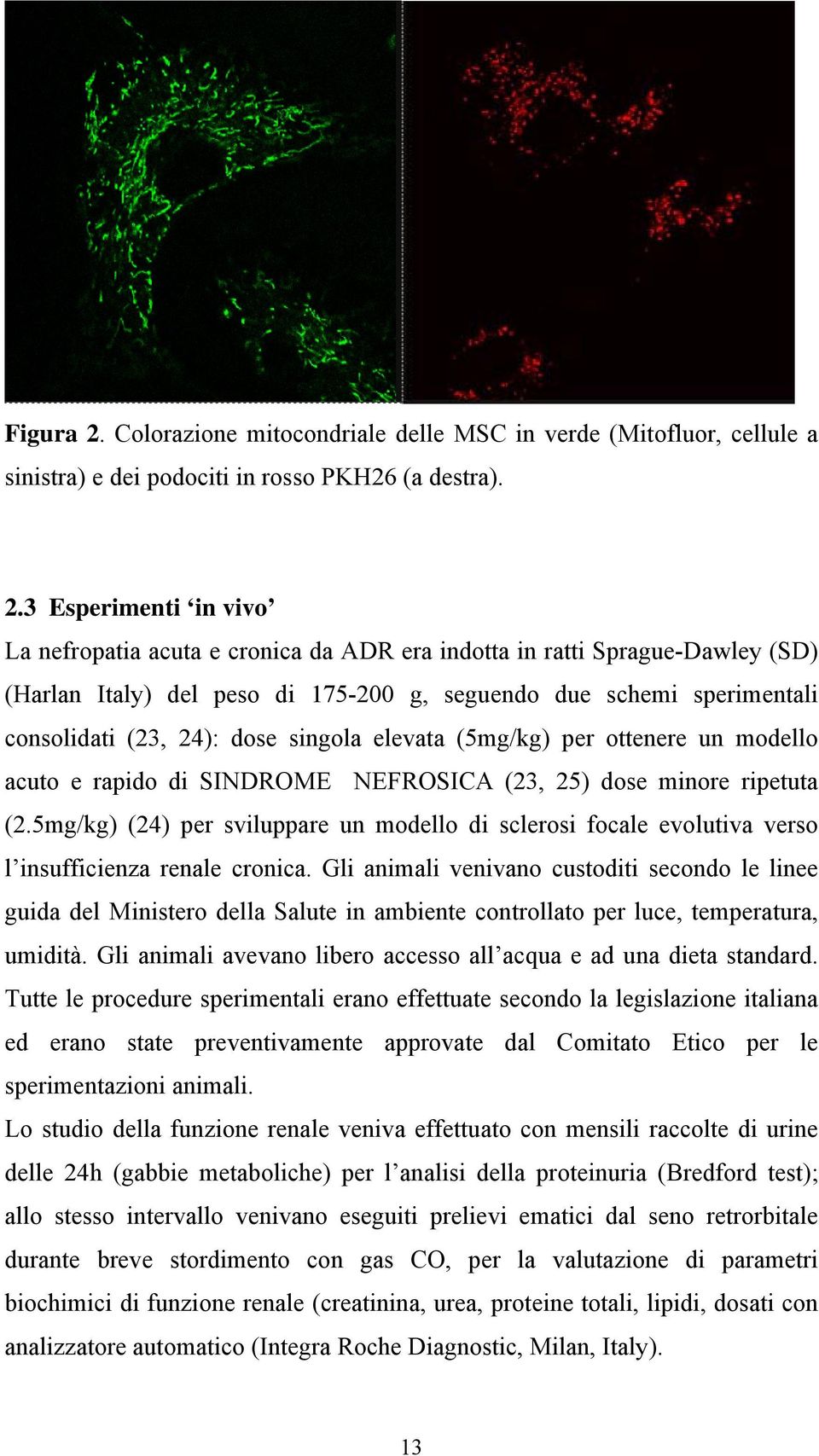 3 Esperimenti in vivo La nefropatia acuta e cronica da ADR era indotta in ratti Sprague-Dawley (SD) (Harlan Italy) del peso di 175-200 g, seguendo due schemi sperimentali consolidati (23, 24): dose