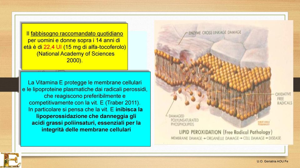 La Vitamina E protegge le membrane cellulari e le lipoproteine plasmatiche dai radicali perossidi, che reagiscono