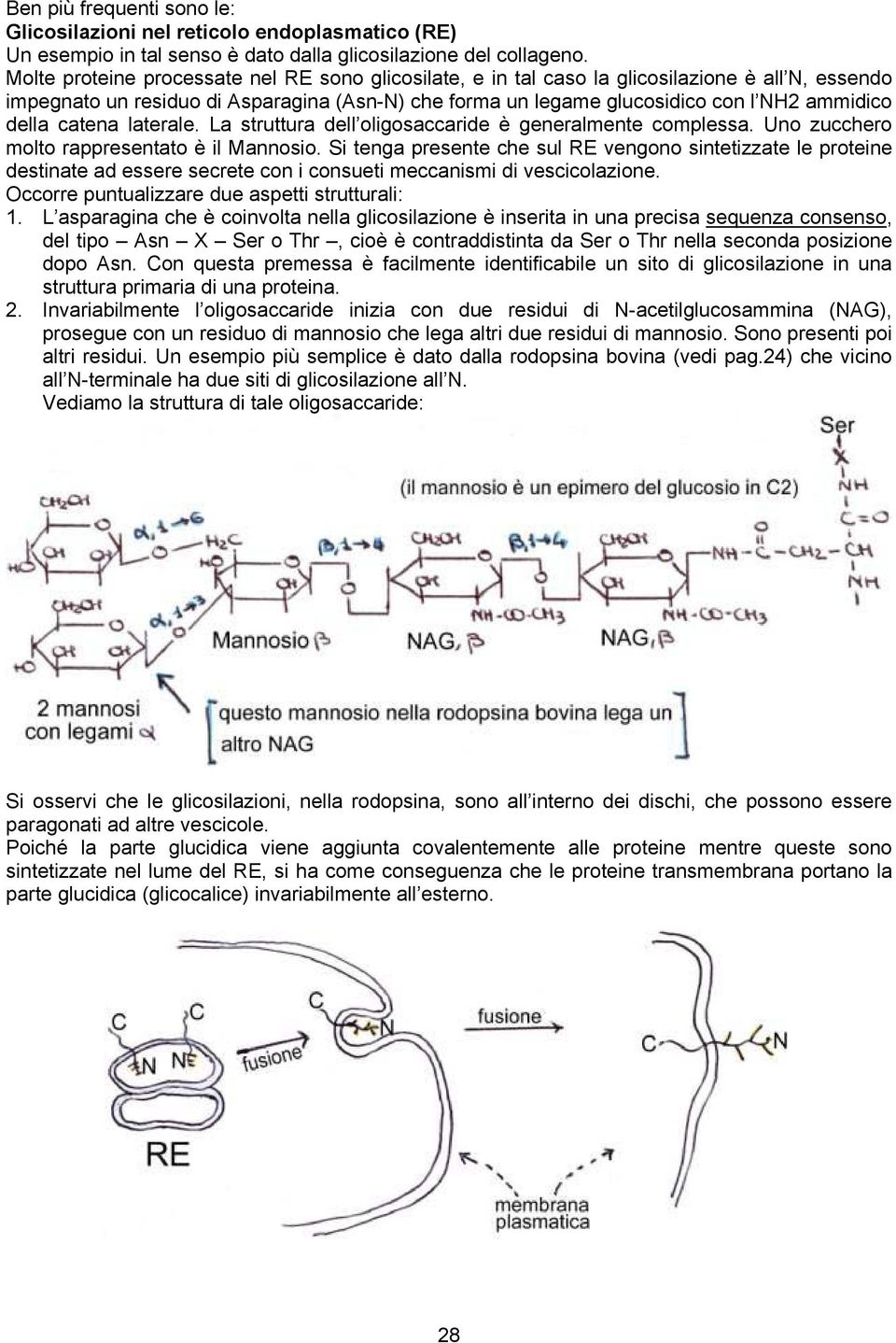 catena laterale. La struttura dell oligosaccaride è generalmente complessa. Uno zucchero molto rappresentato è il Mannosio.