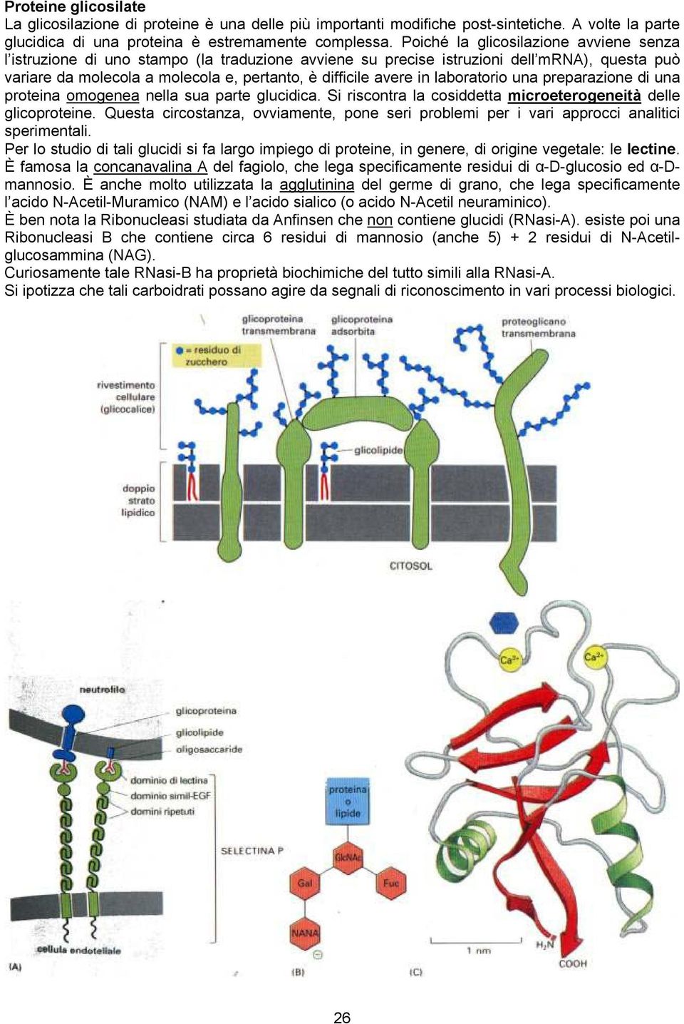 laboratorio una preparazione di una proteina omogenea nella sua parte glucidica. Si riscontra la cosiddetta microeterogeneità delle glicoproteine.