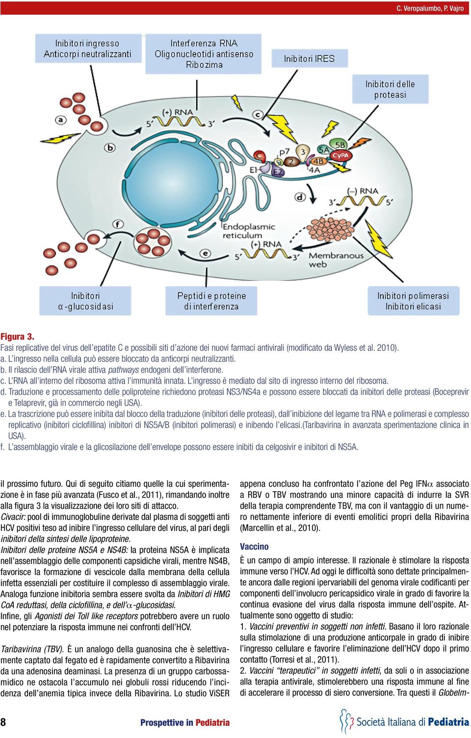 ll RNA virale attiva pathways endogeni de