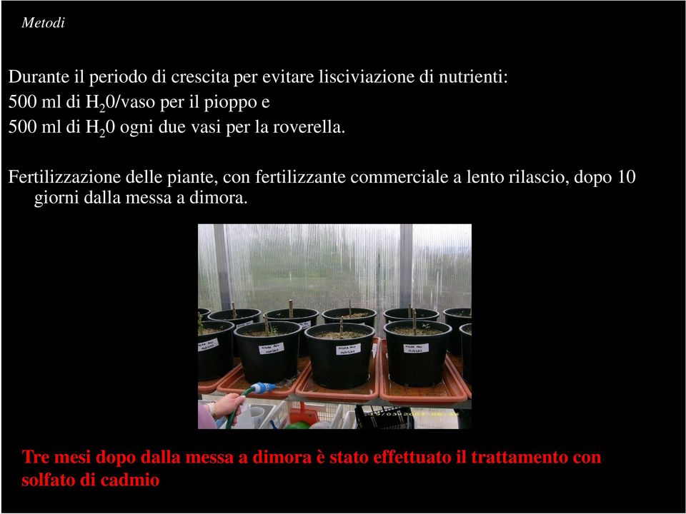 Fertilizzazione delle piante, con fertilizzante commerciale a lento rilascio, dopo 10