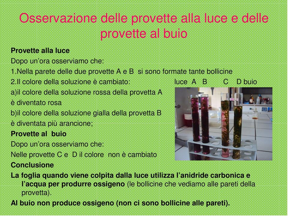 Il colore della soluzione è cambiato: luce A B C D buio a)il colore della soluzione rossa della provetta A è diventato rosa b)il colore della soluzione gialla della provetta B è