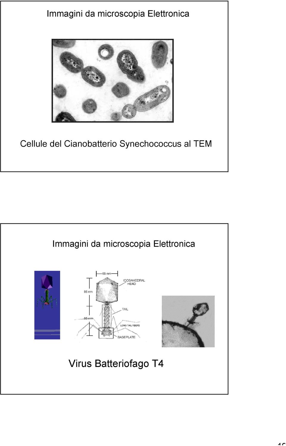 Cianobatterio Synechococcus al TEM