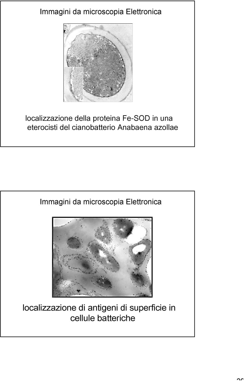 cianobatterio Anabaena azollae  di antigeni di