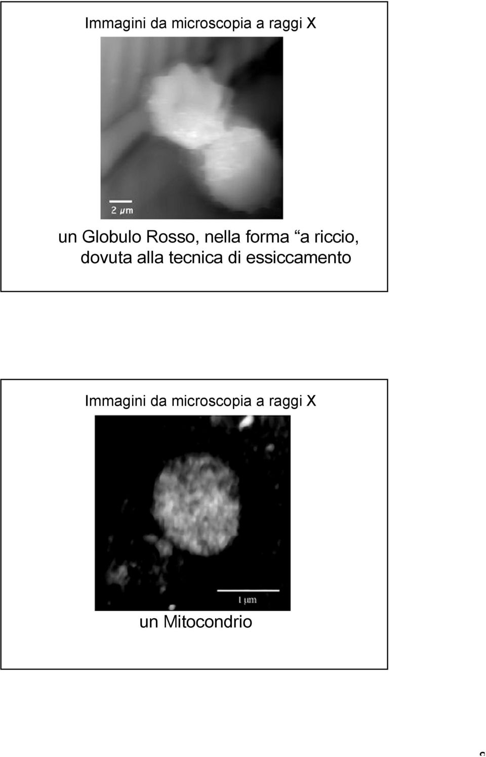 dovuta alla tecnica di essiccamento 