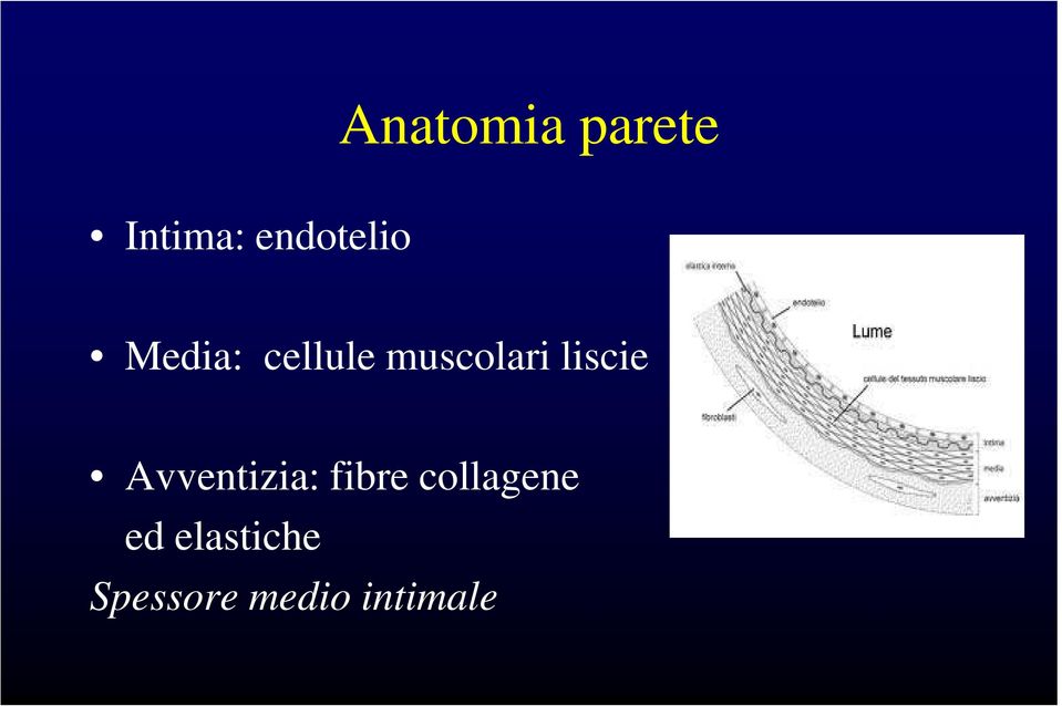 muscolari liscie Avventizia: