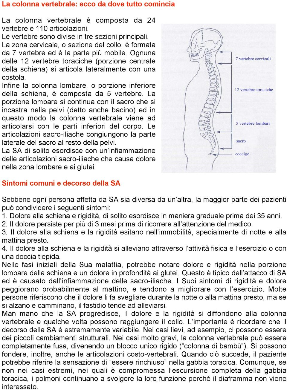 Infine la colonna lombare, o porzione inferiore della schiena, è composta da 5 vertebre.