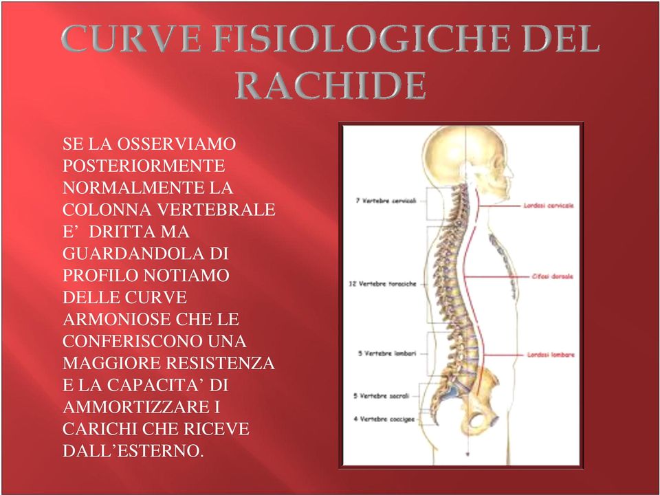 CURVE ARMONIOSE CHE LE CONFERISCONO UNA MAGGIORE RESISTENZA