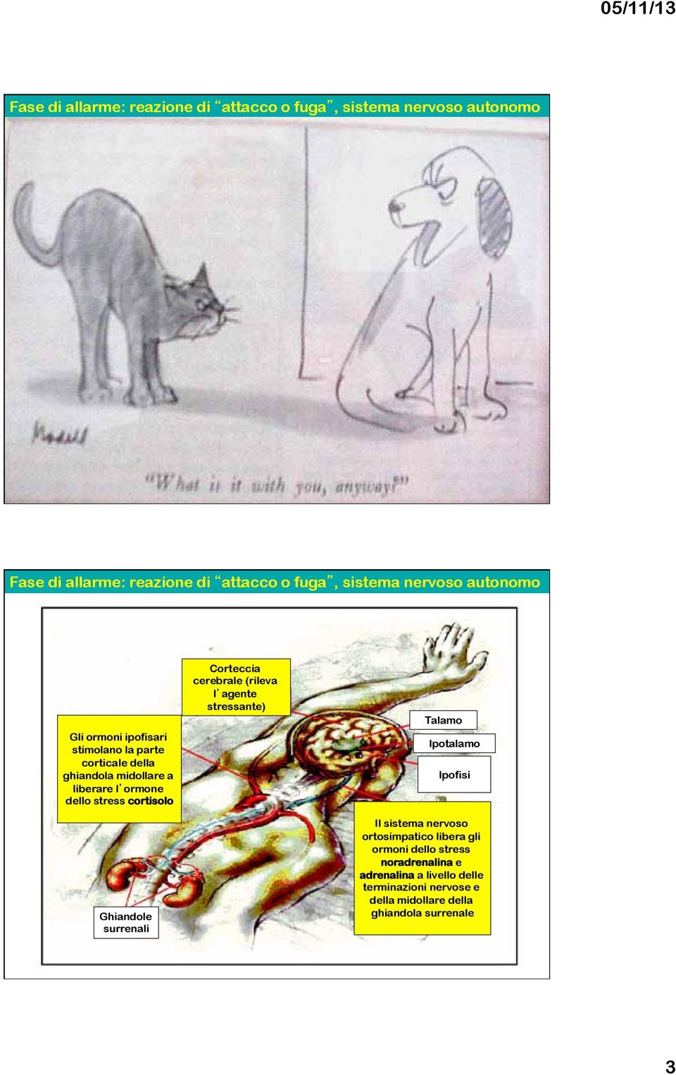 Ghiandole surrenali Corteccia cerebrale (rileva l agente stressante) Talamo Ipotalamo Ipofisi Il sistema nervoso ortosimpatico