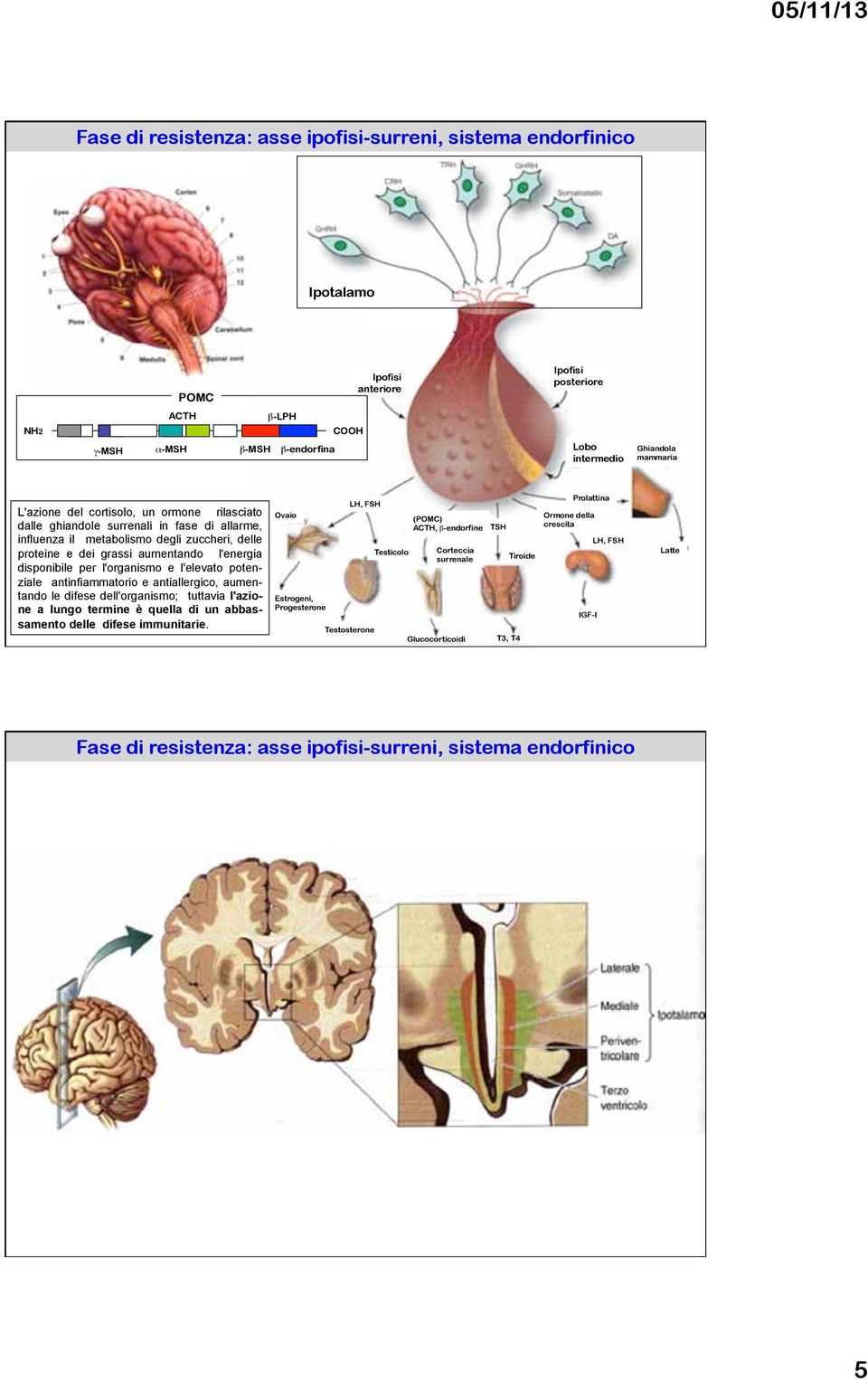 -MSH!-endorfina Lobo intermedio Ghiandola mammaria L'azione del cortisolo, un ormone rilasciato dalle ghiandole surrenali in fase di allarme, influenza il metabolismo degli zuccheri, delle proteine e