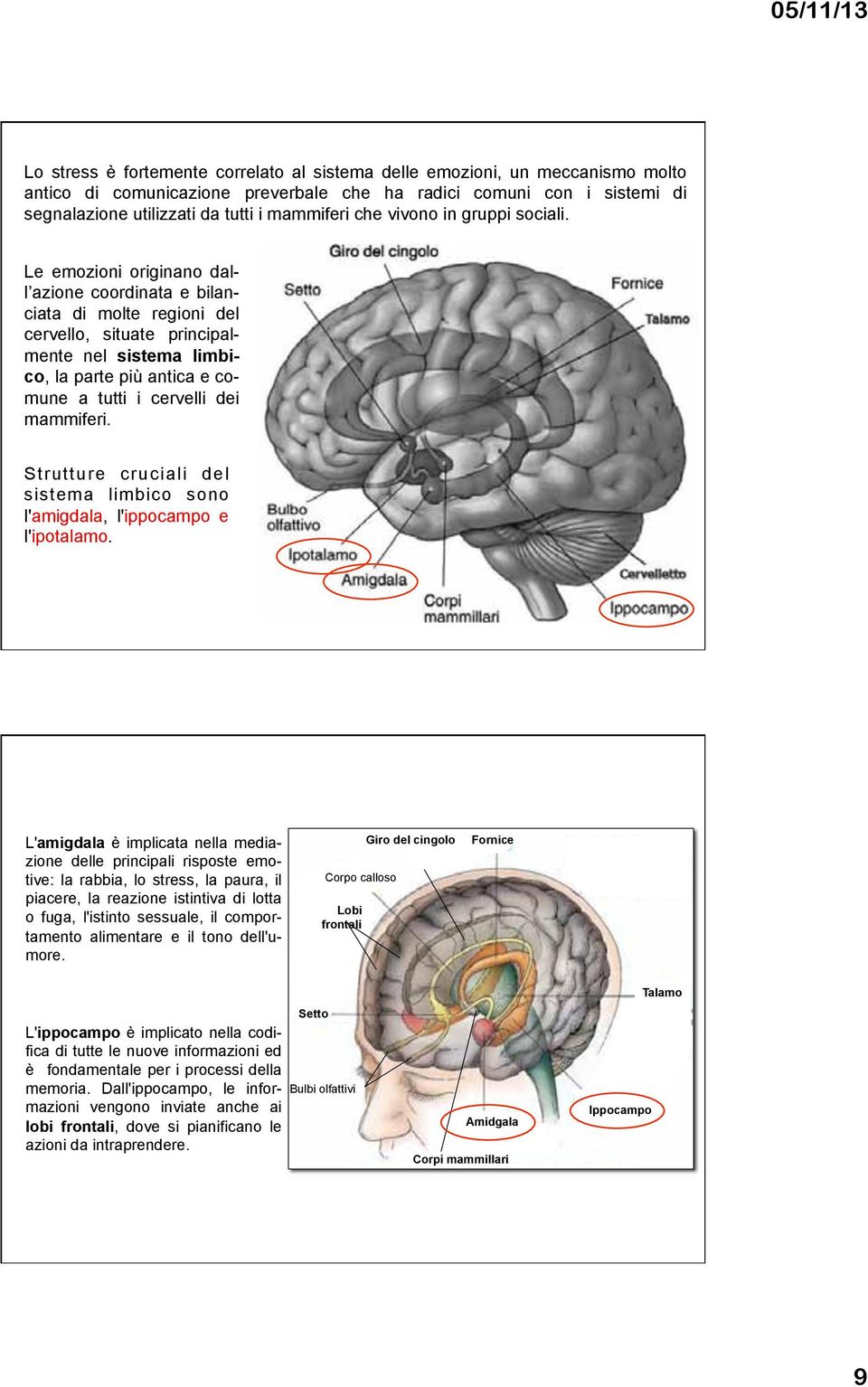 Le emozioni originano dall azione coordinata e bilanciata di molte regioni del cervello, situate principalmente nel sistema limbico, la parte più antica e comune a tutti i cervelli dei mammiferi.