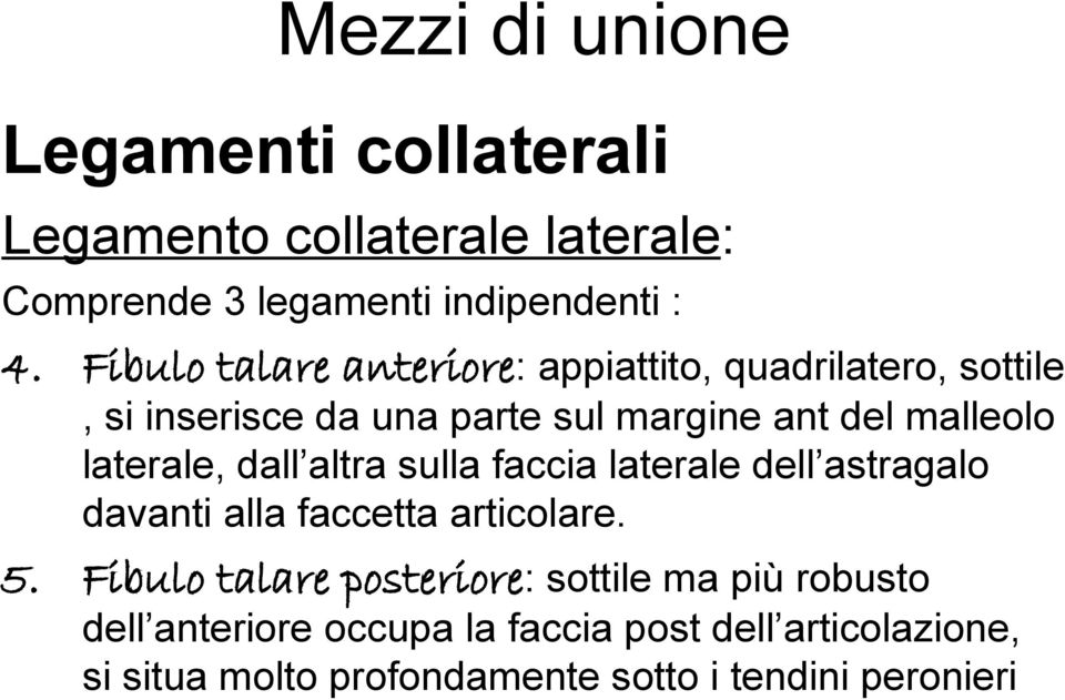 laterale, dall altra sulla faccia laterale dell astragalo davanti alla faccetta articolare. 5.