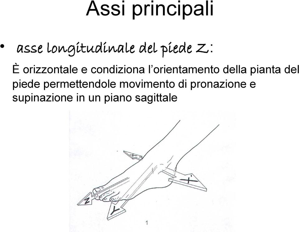 della pianta del piede permettendole movimento