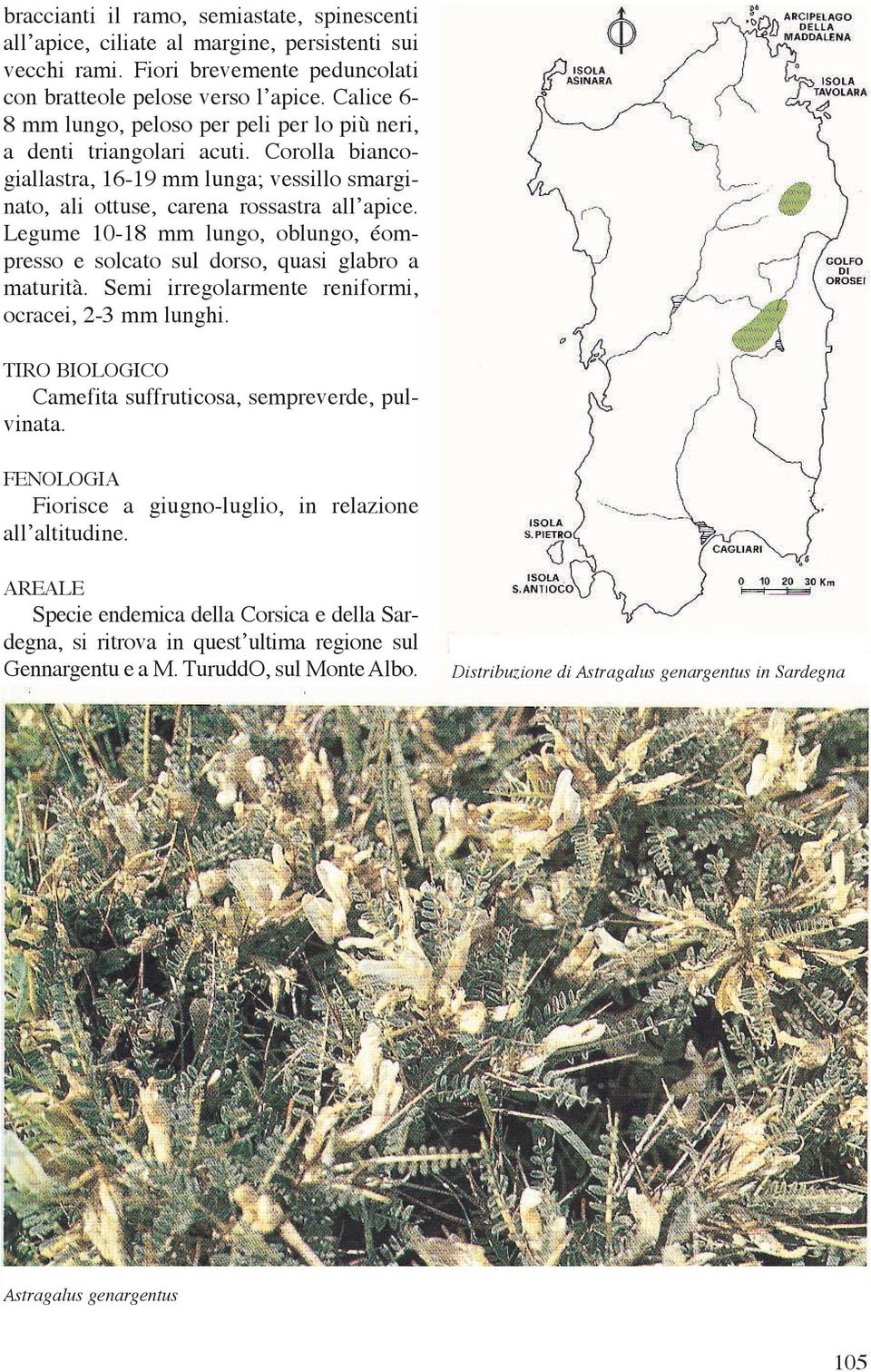 Legume 10-18 mm lungo, oblungo, éompresso e solcato sul dorso, quasi glabro a maturità. Semi irregolarmente reniformi, ocracei, 2-3 mm lunghi.