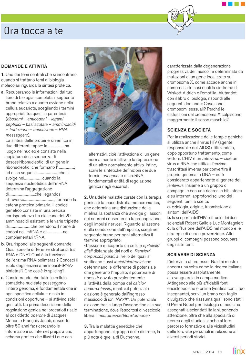 Recuperando le informazioni dal tuo libro di biologia, completa il seguente brano relativo a quanto avviene nella cellula eucariote, scegliendo i termini appropriati tra quelli in parentesi: