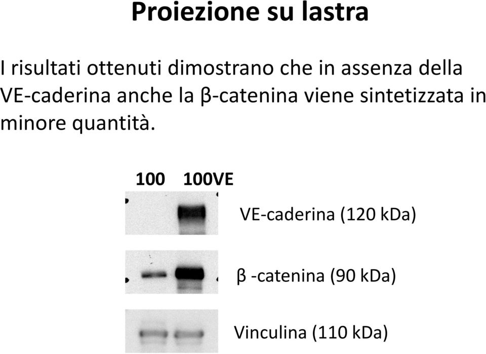 viene sintetizzata in minore quantità.