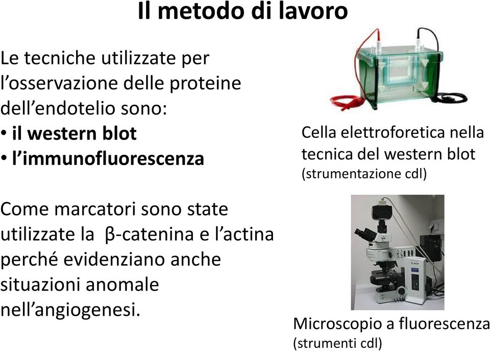 e l actina perché evidenziano anche situazioni anomale nell angiogenesi.