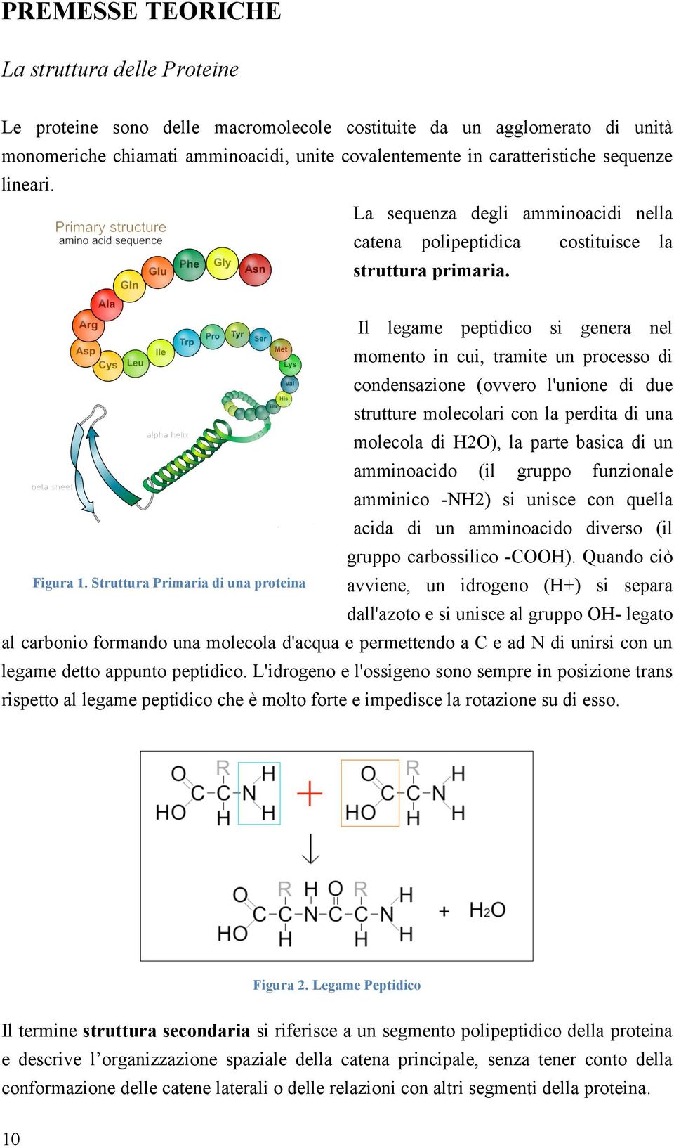 Struttura Primaria di una proteina Il legame peptidico si genera nel momento in cui, tramite un processo di condensazione (ovvero l'unione di due strutture molecolari con la perdita di una molecola