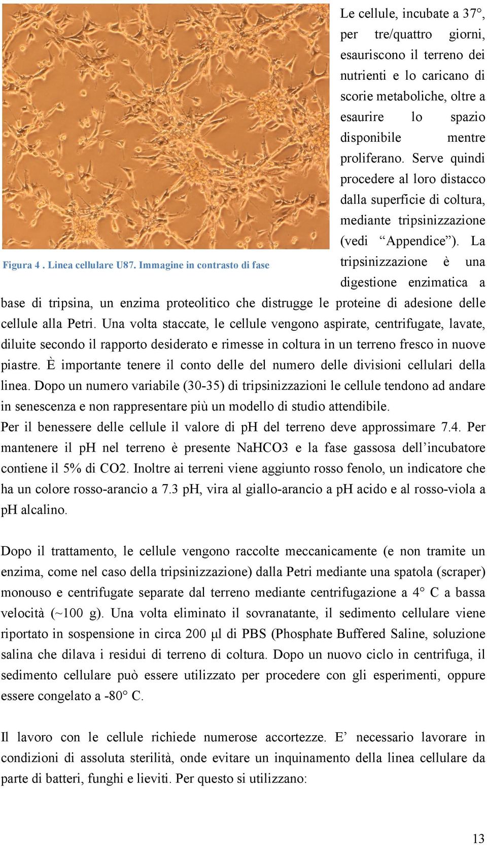 mentre proliferano. Serve quindi procedere al loro distacco dalla superficie di coltura, mediante tripsinizzazione (vedi Appendice ).