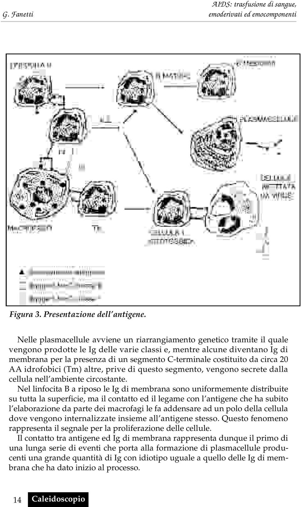 costituito da circa 20 AA idrofobici (Tm) altre, prive di questo segmento, vengono secrete dalla cellula nell ambiente circostante.