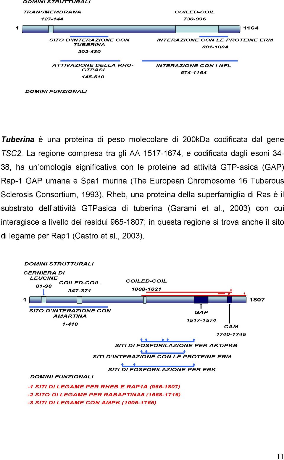 La regione compresa tra gli AA 1517-1674, e codificata dagli esoni 34-38, ha un omologia significativa con le proteine ad attività GTP-asica (GAP) Rap-1 GAP umana e Spa1 murina (The European